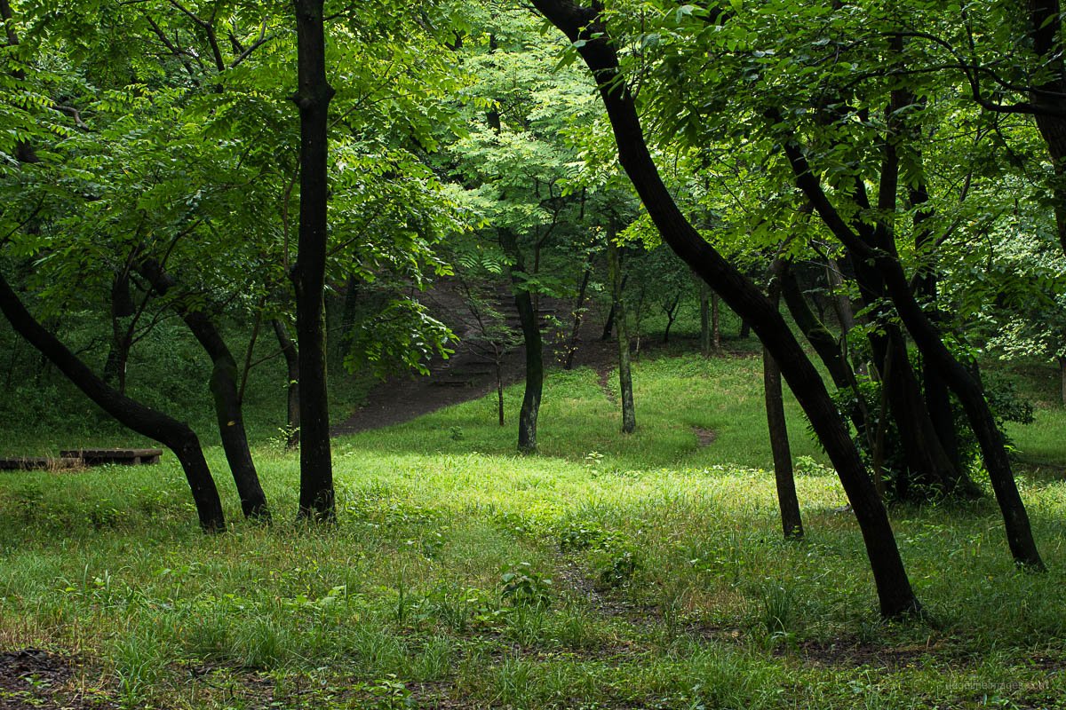🌳 하치코쿠야마 녹지(八国山緑地) 이미지 5